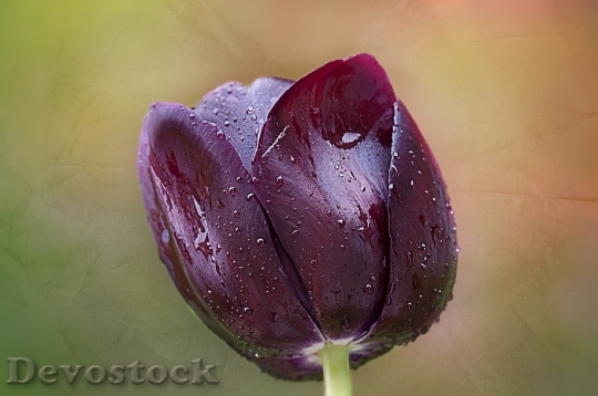 Devostock Tulip Purple Blossom Bloom 0