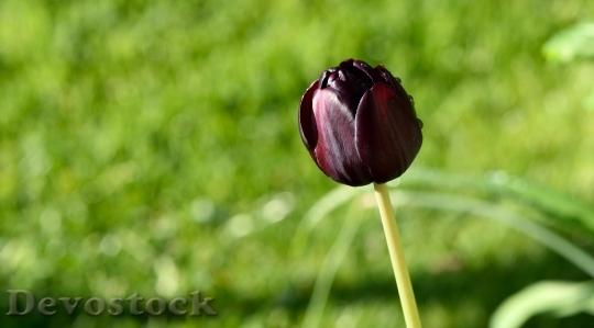 Devostock Tulip Purple Blossom Bloom 1
