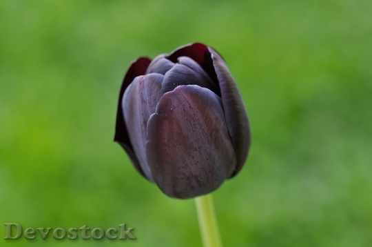 Devostock Tulip Purple Blossom Bloom 2