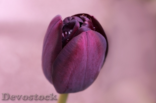 Devostock Tulip Purple Blossom Bloom 3
