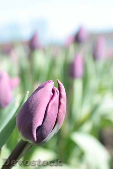 Devostock Tulip Purple Blossom Bloom