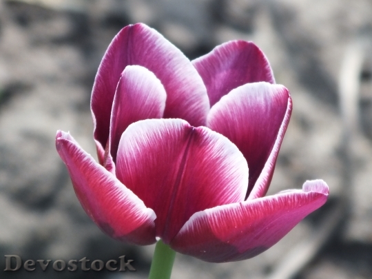 Devostock Tulip Purple Closeup 418017
