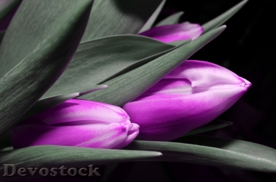 Devostock Tulip Purple Flower 123794
