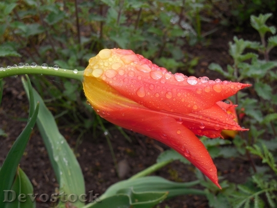 Devostock Tulip Raindrop Flowers Orange