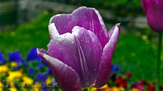 Devostock Tulip Raindrops Nature Spring