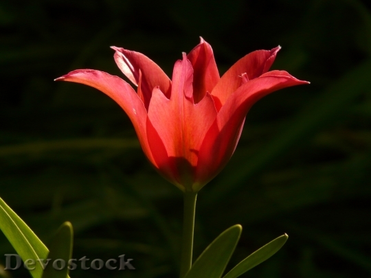 Devostock Tulip Red Back Light