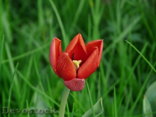 Devostock Tulip Red Beautiful Tulpenbluete