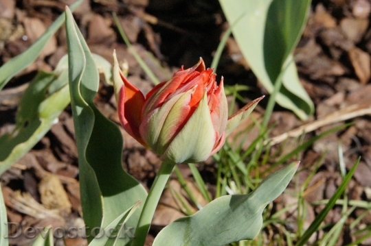 Devostock Tulip Red Bloom Flower 0
