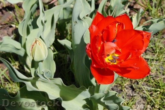 Devostock Tulip Red Bloom Flower 1