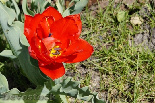 Devostock Tulip Red Bloom Flower 2