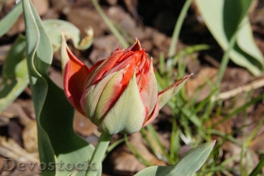 Devostock Tulip Red Bloom Flower