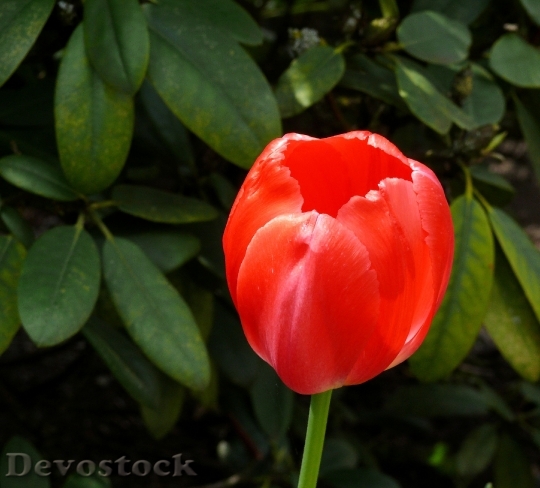 Devostock Tulip Red Bloom Spring