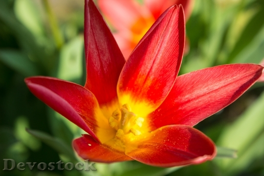 Devostock Tulip Red Blossom 290697