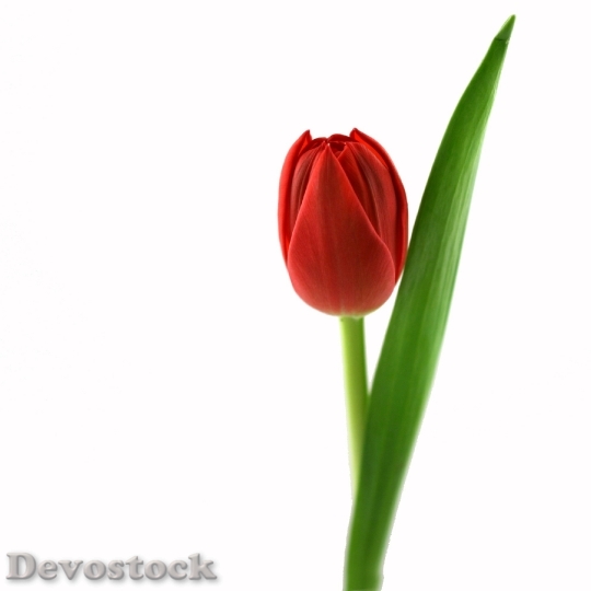 Devostock Tulip Red Blossom Bloom 0