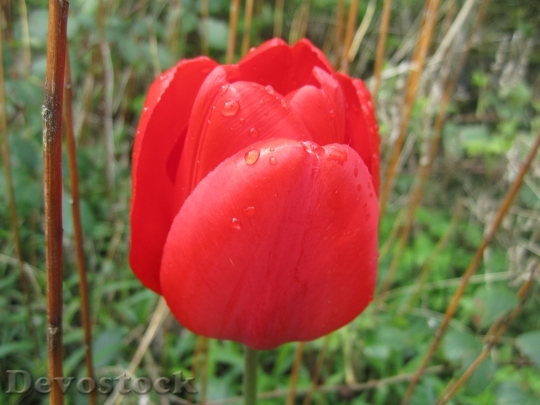 Devostock Tulip Red Blossom Bloom 1