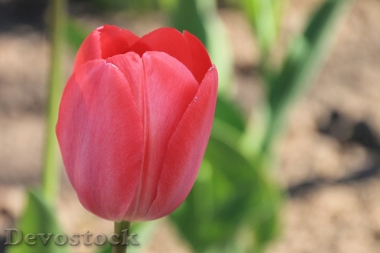 Devostock Tulip Red Blossom Bloom 2