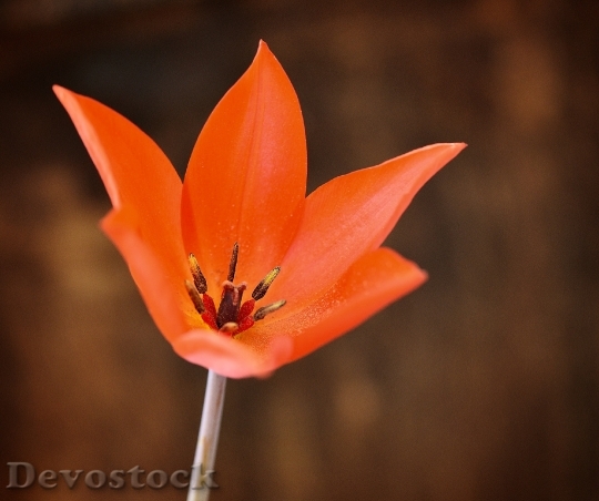 Devostock Tulip Red Blossom Bloom