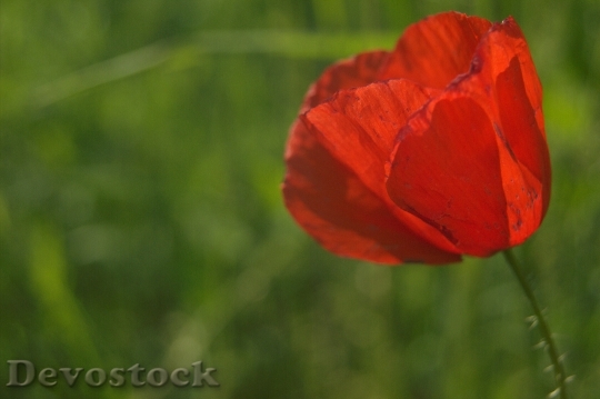 Devostock Tulip Red Flower 110973