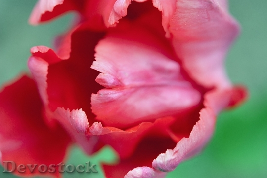 Devostock Tulip Red Flower 1343971