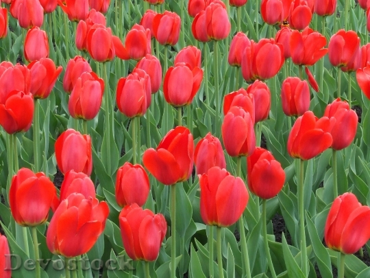 Devostock Tulip Red Flower 523027