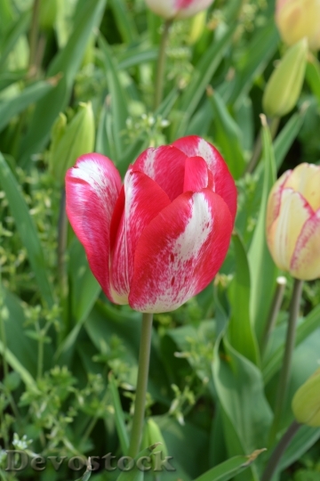 Devostock Tulip Red Flower 698351