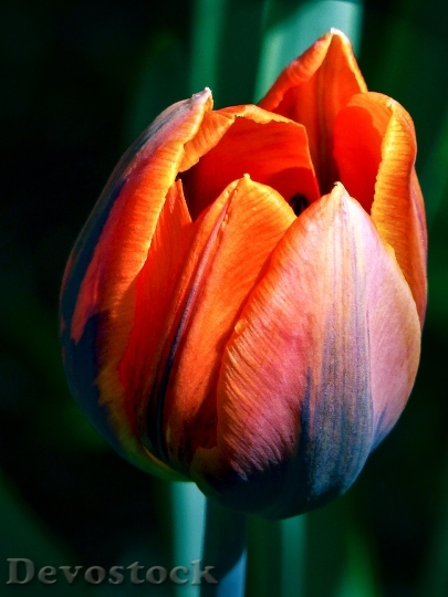 Devostock Tulip Red Flower Blossom 0