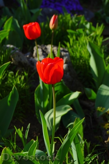 Devostock Tulip Red Flower Blossom
