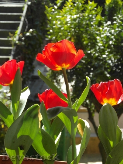 Devostock Tulip Red Flower Flowers