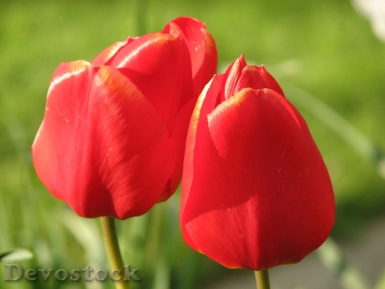 Devostock Tulip Red Flower Green