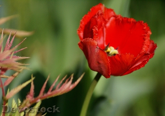 Devostock Tulip Red Flower Red