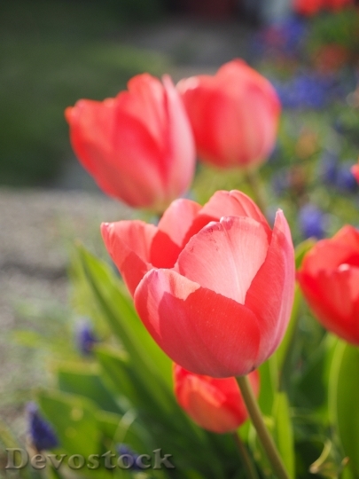 Devostock Tulip Red Flower Spring 1