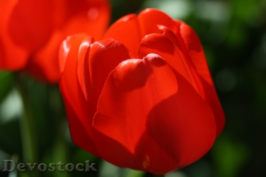 Devostock Tulip Red Flower Spring 2