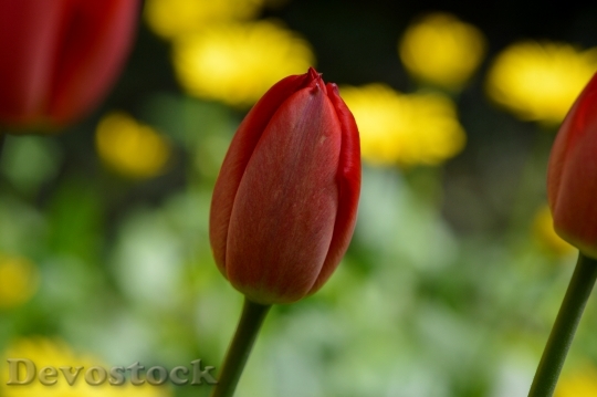 Devostock Tulip Red Flower Spring 5