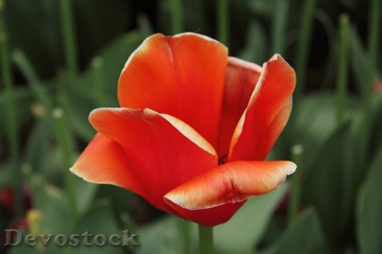 Devostock Tulip Red Flower Spring 6