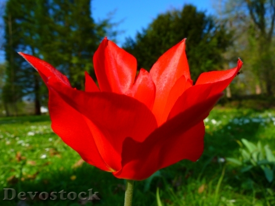 Devostock Tulip Red Flower Spring 7