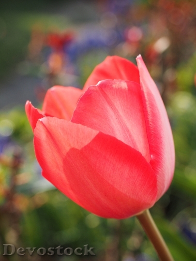 Devostock Tulip Red Flower Spring