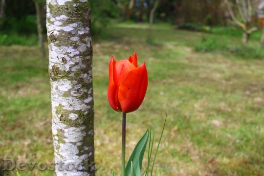 Devostock Tulip Red Flower Spring 8