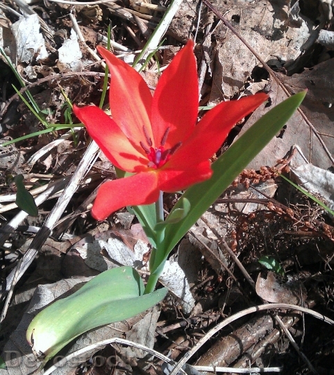 Devostock Tulip Red Forest Orphaned 0