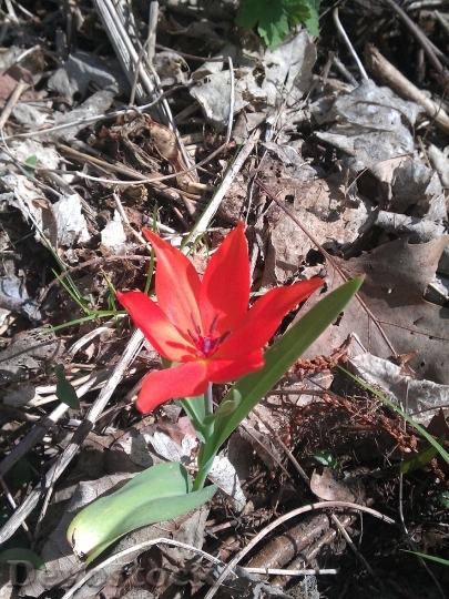 Devostock Tulip Red Forest Orphaned