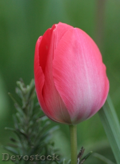 Devostock Tulip Red Green Flowers