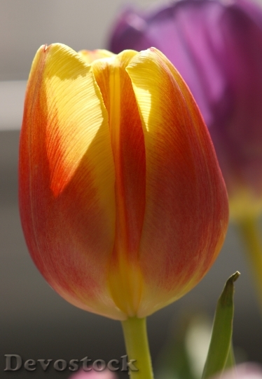 Devostock Tulip Red Nature Blossom