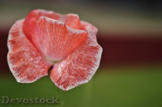 Devostock Tulip Red Nature Flower 0