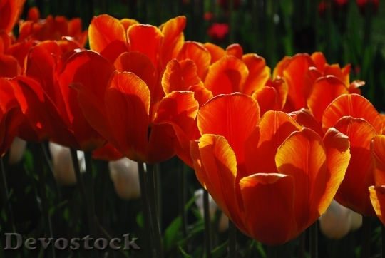 Devostock Tulip Red Nature Flower