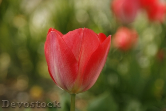 Devostock Tulip Red Open Summer