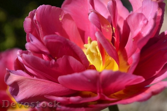 Devostock Tulip Red Pink Blossom