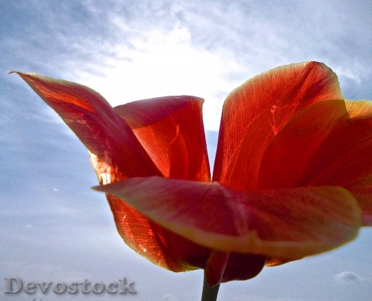 Devostock Tulip Red Sky Blue