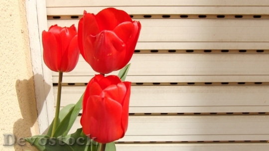 Devostock Tulip Red Spring 677306