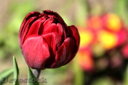 Devostock Tulip Red Spring Close