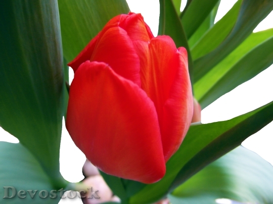 Devostock Tulip Red Spring Flower 1