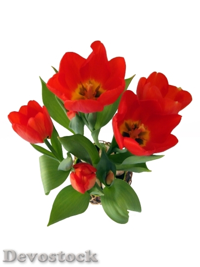 Devostock Tulip Red Spring Flower 3